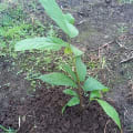 EddiMeraviglia