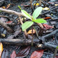 Mangrovia Rossa