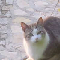 Daisy Negus