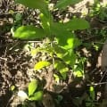 Olivo africano