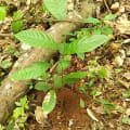Cacao
