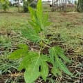 Papaya