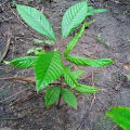 Cacao