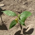 Cacao