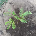 Albizia