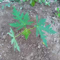 Papaya