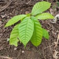 Cacao