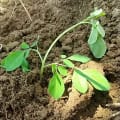 Moringa