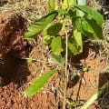 Cacao Barbara