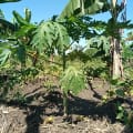 Papaya