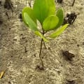 White Mangrove