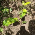 Caoba