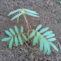 Tefrosia