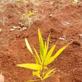 Acacia Mangium
