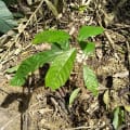 Cacao