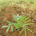 Tephrosia