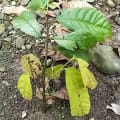 Cacao