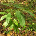 Cacao