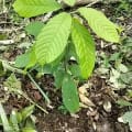 Cacao