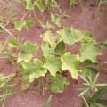 Barbados Nut
