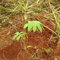 Tephrosia