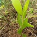 Acacia Mangium