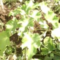 Barbados Nut