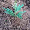 Grevillea