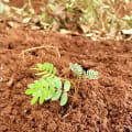 Leucaena