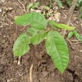 Cacao