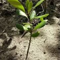 White Mangrove