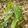 Cacao