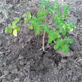 MyMoringa