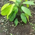 Cacao