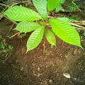 Cacao