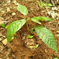 Cacao
