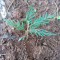 Grevillea