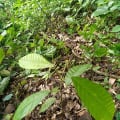 Cacaotier
