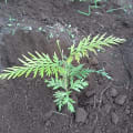 Grevillea