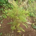 Grevillea