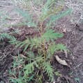 Grevillea