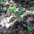 Cacao