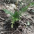 Grevillea