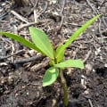 Red Mangrove