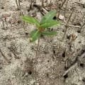 Black Mangrove