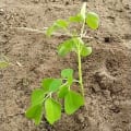 Moringa