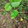 Árbol dinamita