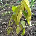 Cacao