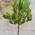 Mangrovia Bianca