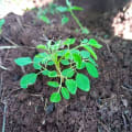 Moringa